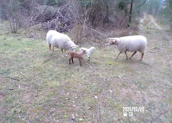 Le Relais De La Cavayere 4* Carcassone